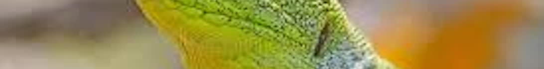 Lizzard SMP Minecraft Server