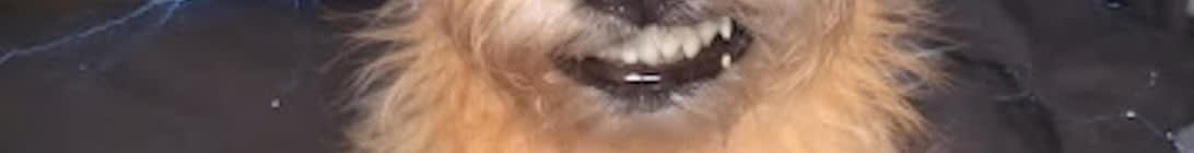 gurtbeertsmp Minecraft Server