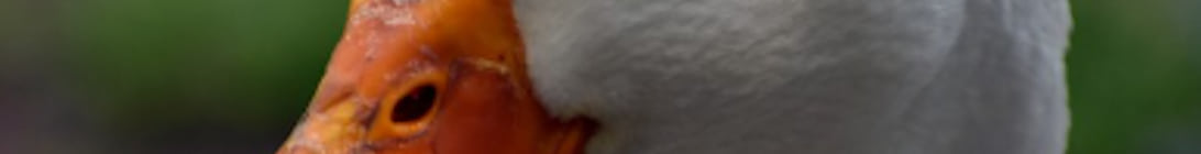 DucksAnarchy Minecraft Server