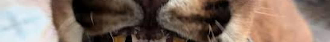 floppsmp Minecraft Server