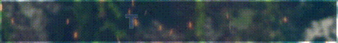 TideSMP Minecraft Server