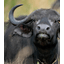 Buffalo SMP