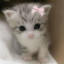 NerdcatPVP