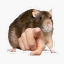 Ratical