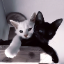 Pawsy Smp