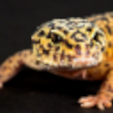 Lizard SMP