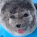 Seal SMP
