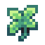 Nucifera